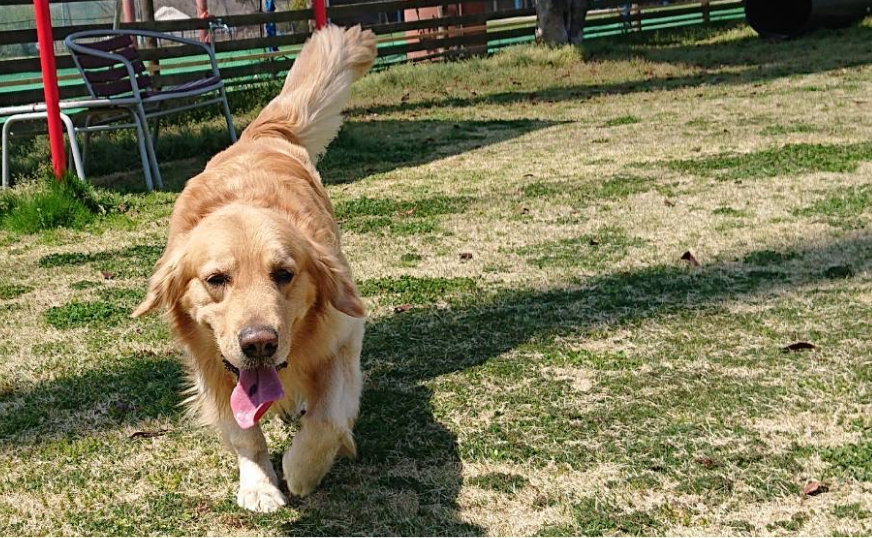 消化や呼吸の問題